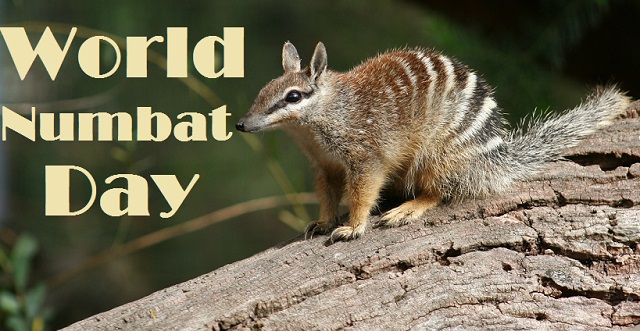 35 Fun Facts about Numbats you need to know on World Numbat Day