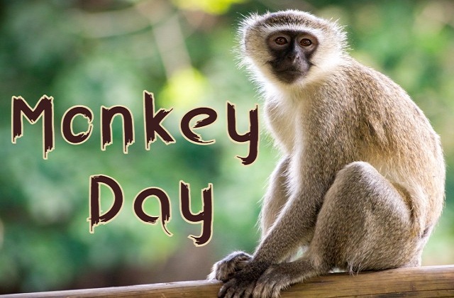 25 Fun Facts about Monkeys You Need to Know on World Monkey Day 1