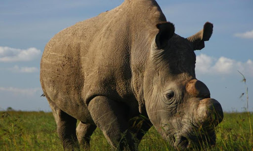 Sudan the Worlds Last Male Northern White Rhino