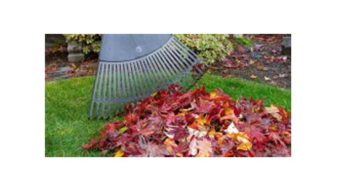 Winter Lawn Care Preparation for Southern Lawns