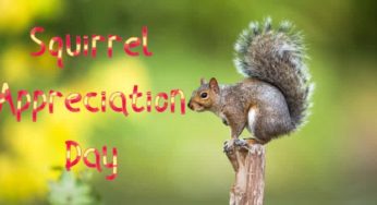 Amazing and Fun Facts about Squirrels you need to know on Squirrel Appreciation Day