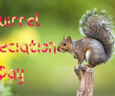 Amazing and Fun Facts about Squirrels you need to know on Squirrel  Appreciation Day