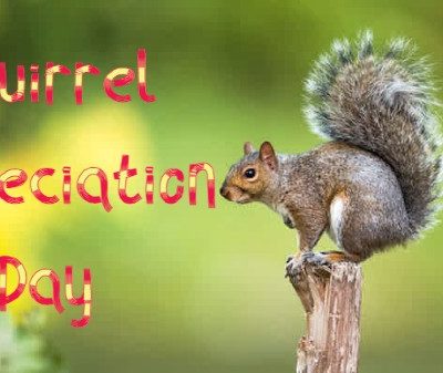 Amazing and Fun Facts about Squirrels you need to know on Squirrel Appreciation Day Amazing and Fun Facts about Squirrels you need to know on Squirrel Appreciation Day