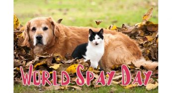 World Spay Day: History and Importance of the day