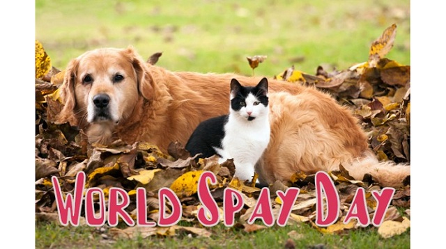 World Spay Day 2021