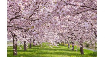 Famous cherry blossoms in Washington, D.C., and Japan bloom early as the climate warms