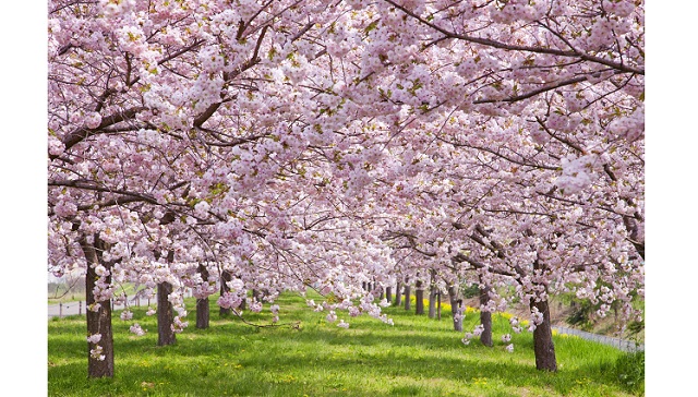 Famous cherry blossoms in Washington D.C. and Japan bloom early as the climate warms