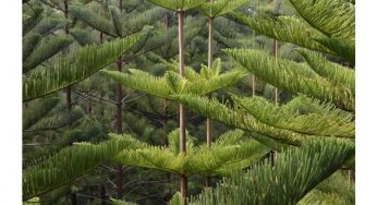 Norfolk Island pine (Araucaria heterophylla) of the family Araucariaceae.