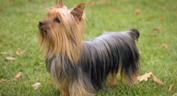 Australian Terrier Dog Breeds 101