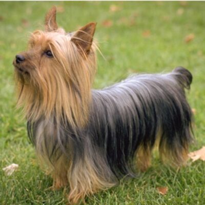 Australian Terrier Dog Breeds 101