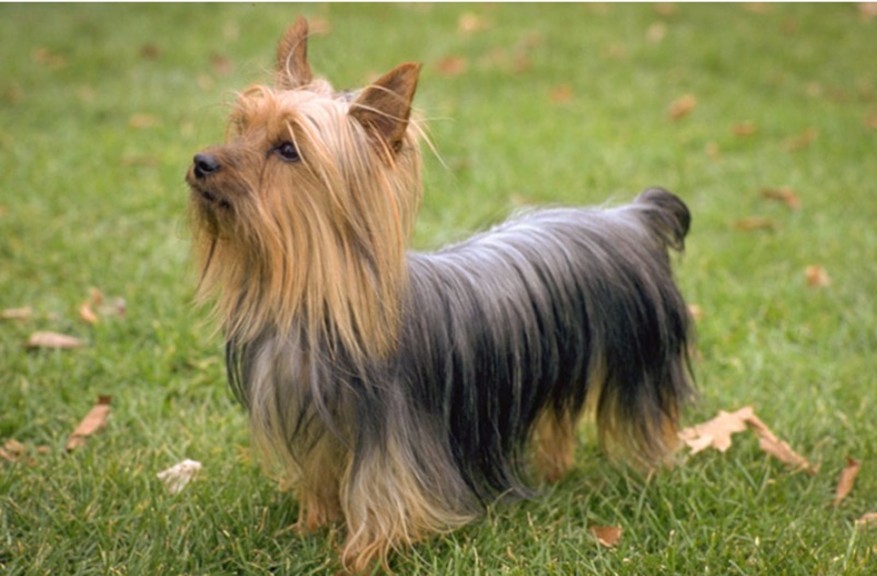 Indirekte marv myndighed Australian Terrier Dog Breeds 101 - Time Bulletin