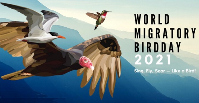 World Migratory Bird Day 2021