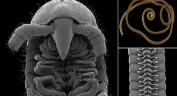 World’s first millipede with 1000-legs found in Western Australia