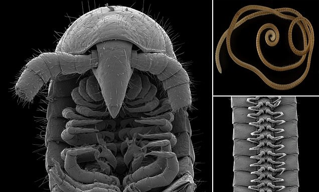 Worlds first millipede with 1000 legs found in Western Australia