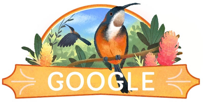 january 26 2022 Google Doodle celebrates the Eastern Spinebill a species of honeyeater found in Australia