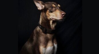 I volunteered to photograph portraits of the strays they rescue and the ones which are up for adoption- Colston Julian