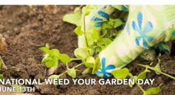 National Weed Your Garden Day – History, Significance, How to Celebrate, and Facts about Weeds