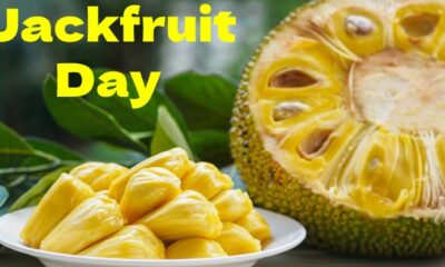 Jackfruit Day 1