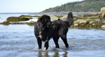 Can Newfoundland Dog swim