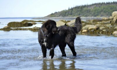 Can Newfoundland Dog swim