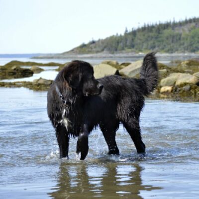 Can Newfoundland Dog swim 16 Can Newfoundland Dog swim