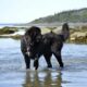 Can Newfoundland Dog swim