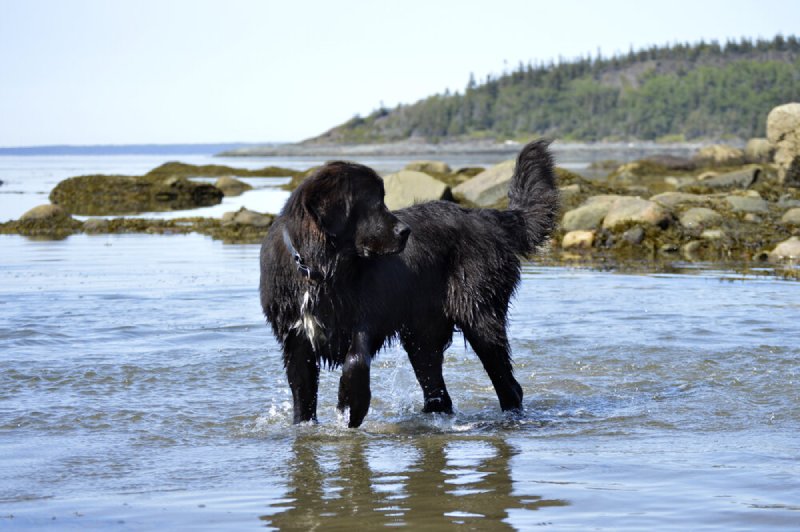 Can Newfoundland Dog swim