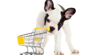 Dog Supplies: Important Things to Have for Your Dog