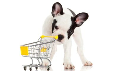 Dog Supplies Important Things to Have for Your Dog