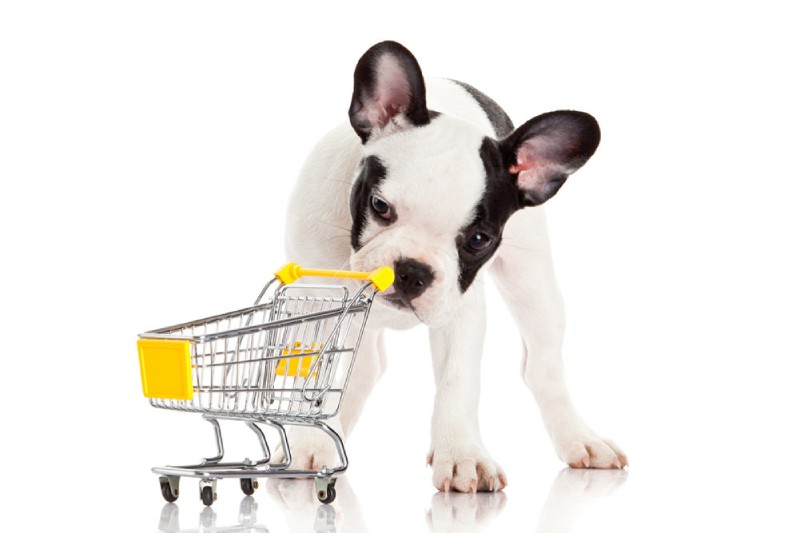 Dog Supplies Important Things to Have for Your Dog