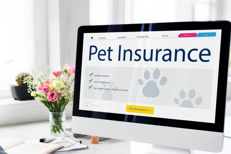 The Benefits of Pet Insurance for Purebred Dogs