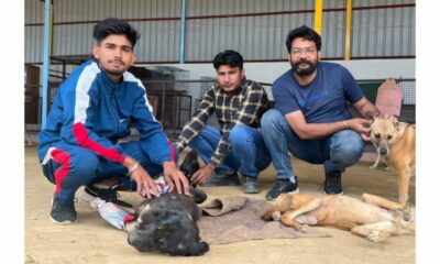 VOSAH Voice Of Stray Animals Hapur making you pause to think that there are paws to consider