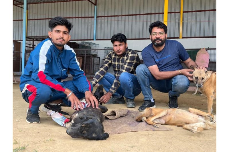 VOSAH Voice Of Stray Animals Hapur making you pause to think that there are paws to consider