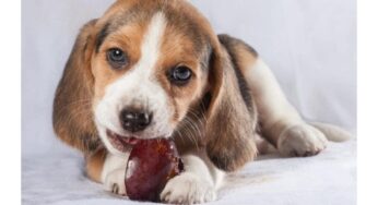 Plums and Dogs: A Cautionary Tale – Know the Facts Before Treating Your Pet