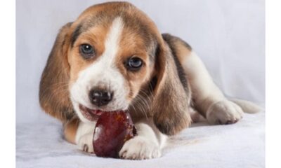 Plums and Dogs A Cautionary Tale Know the Facts Before Treating Your Pet