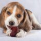 Plums and Dogs A Cautionary Tale Know the Facts Before Treating Your Pet