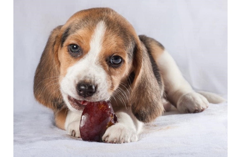 Plums and Dogs A Cautionary Tale Know the Facts Before Treating Your Pet