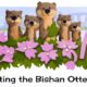 Interesting Facts about the Bishan Otter Family, a Family of Smooth coated Otters Google Doodle