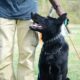 Dog Training Tips for a Happy and Obedient Pup