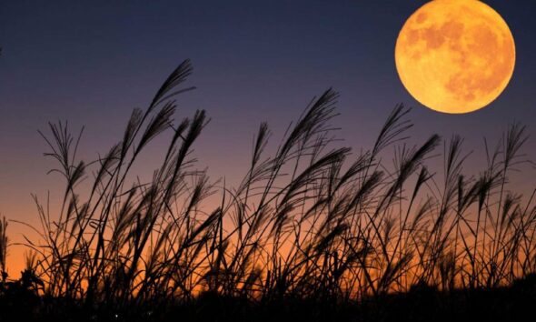 Last supermoon 2023 Don't miss the Harvest Moon September Full Moon view along with three dazzling planets
