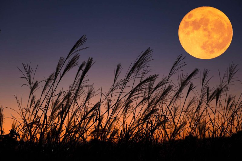Last supermoon 2023 Don't miss the Harvest Moon September Full Moon view along with three dazzling planets