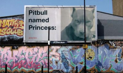 pitbull named princess