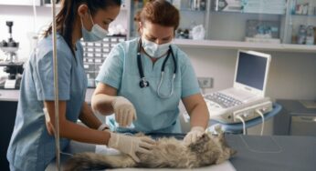 Brian Kersten Explores The Journey to Becoming a Veterinarian: Education, Skills, and Career Path