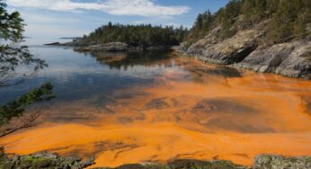 David Hastings Explores Toxic Tides: The Impact of Harmful Algae Blooms in Florida