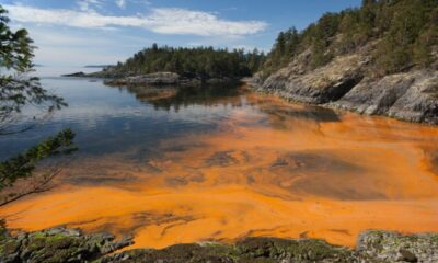 David Hastings Explores Toxic Tides The Impact of Harmful Algae Blooms in Florida