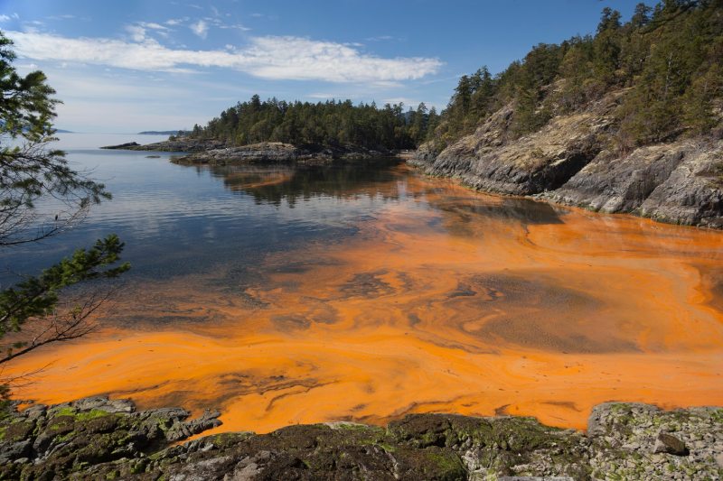 David Hastings Explores Toxic Tides The Impact of Harmful Algae Blooms in Florida