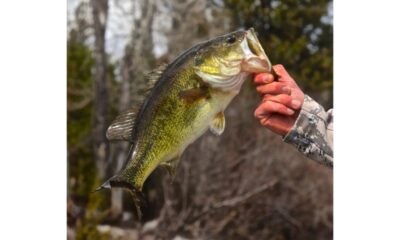 Devan Bald Discusses Proven Techniques for Landing Largemouth Legends