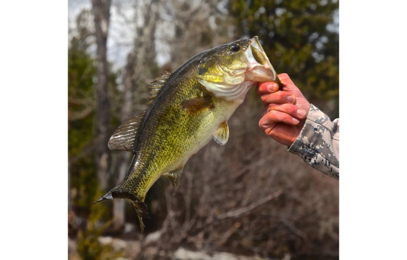 Devan Bald Discusses Proven Techniques for Landing Largemouth Legends