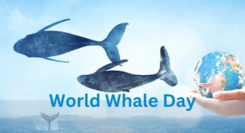 World Whale Day: History and Significance of the Day
