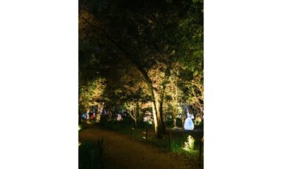 Landscape Lighting Guide for Tree Lighting